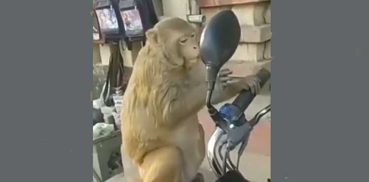 monkey funny viral video