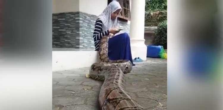 woman python social media