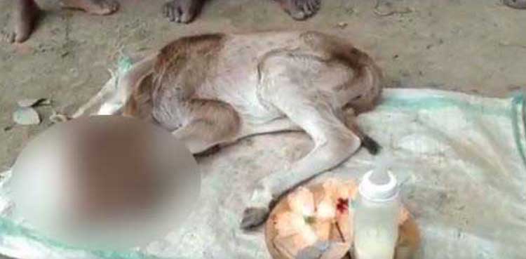 India two-headed calf born