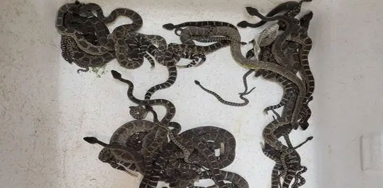 rattlesnakes-catch-california
