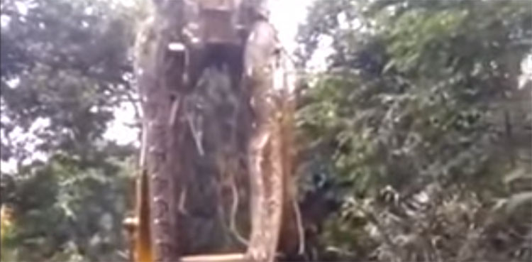 snake, TikTok video, crane,
