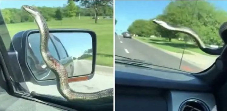 snake car windscreen video