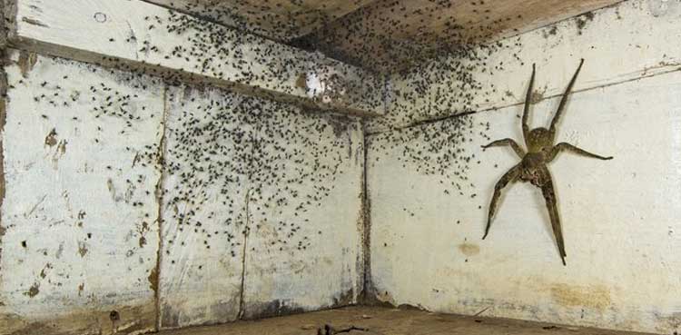 venemous spider viral pictures
