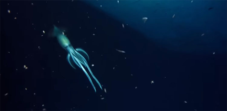 red sea, squid, oceanx