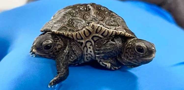 turtle two-headed turtle pictures