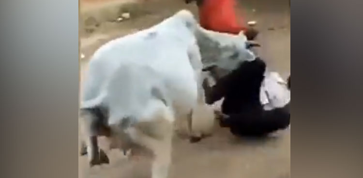 cow, dog, viral video,