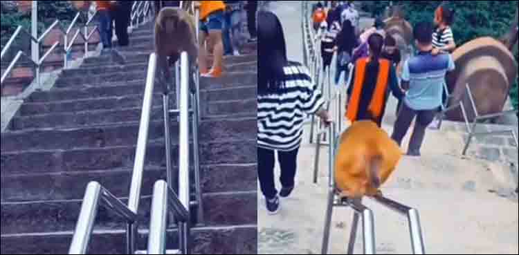 monkey jugaad stairs quickly