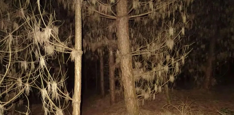 Watch-as-the-man-claims-he's-found-'bigfoot'-and-made-its-video
