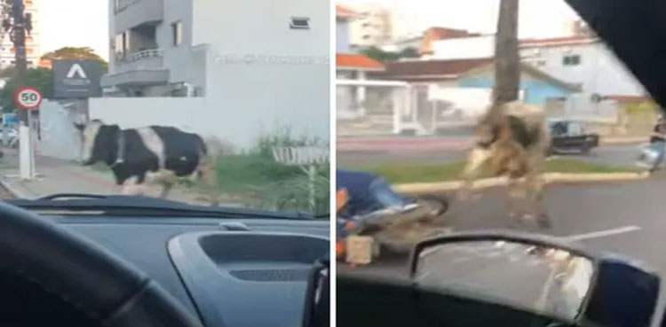 cow-knocks-down-motorcyclist