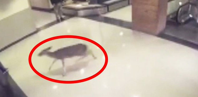 deer, injured, hospital, united states