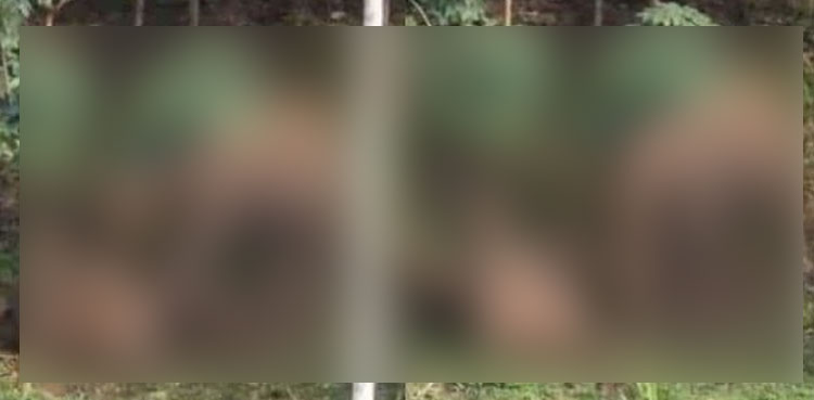 elephant, dead calf viral video