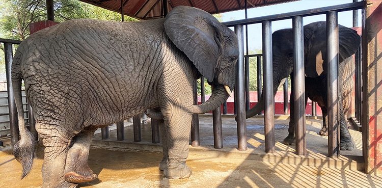 Ailing elephant, Karachi Zoo, survives diagnosis