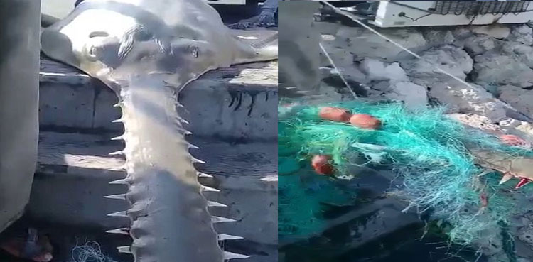 Rare Sawfish Caught