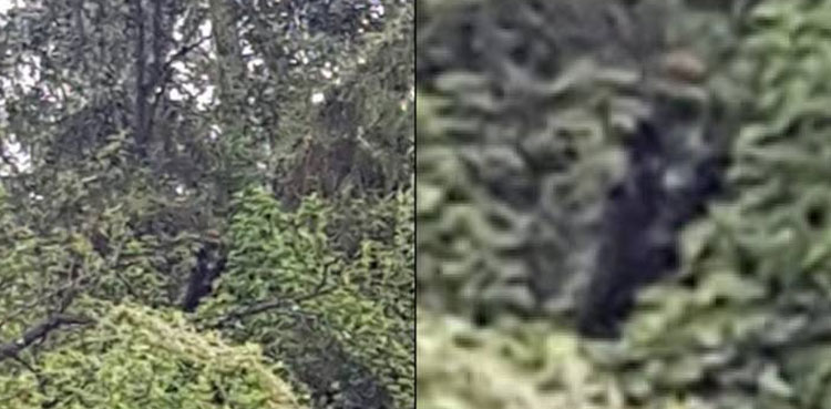Dog man creature stalks Australian outback