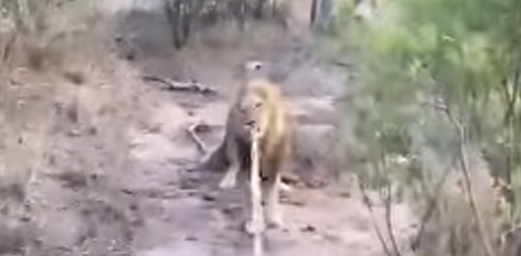 lion, tourist, video, viral