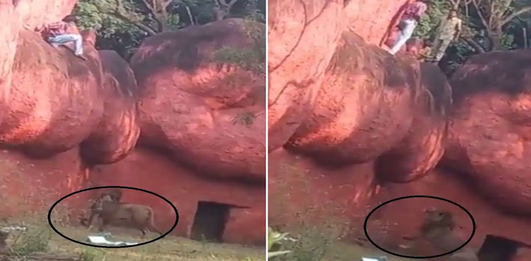 Man enters lion enclosure
