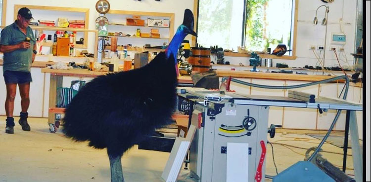 man-dangerous-bird-cassowary