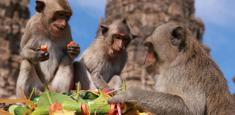monkey festival, fruit, thailand