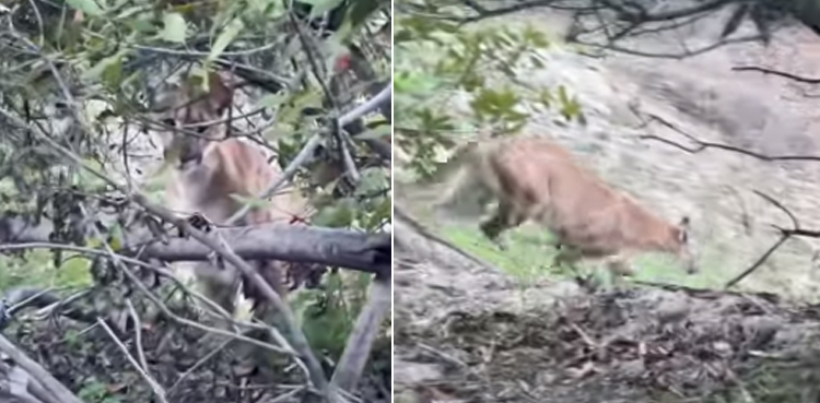wildlife photographer mountain lion trail