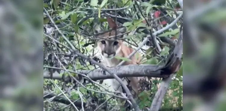 mountain-lion