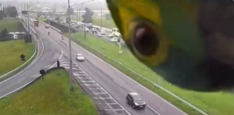 parrot, viral video, highway,