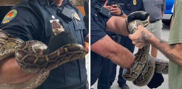 python takes ride sailboat