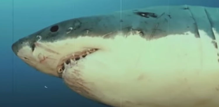 injured shark viral pictures