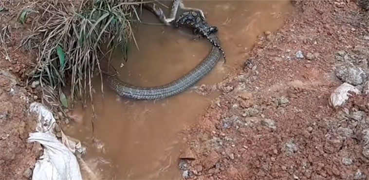snake fight, python, cobra,