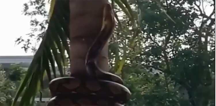 snake, python, tree,
