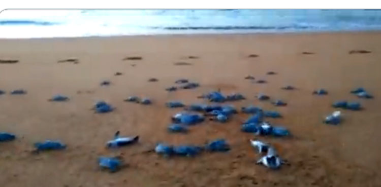 Turtles Jiwani beach sea