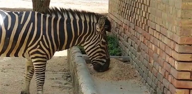 Karachi Zoo, KMC, food supplies,