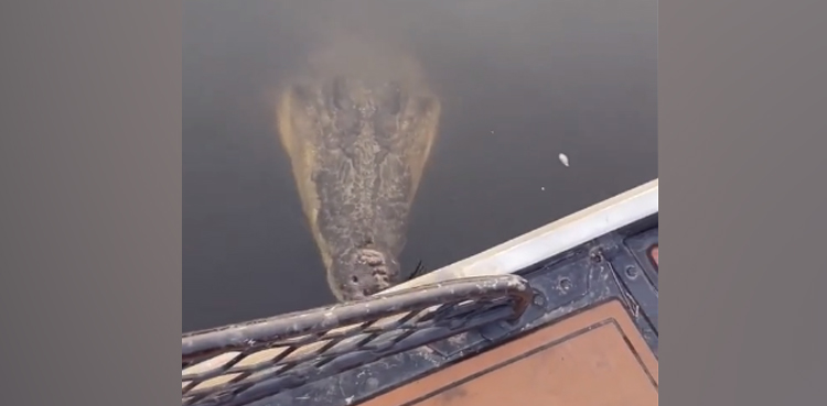 crocodile attacking, TikTok video, Australia, Viral Video