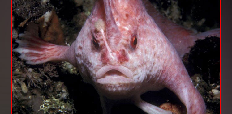 The fish, walks on its hands, Australia, Viral
