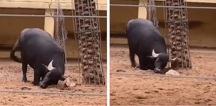 buffalo tortoise saves video
