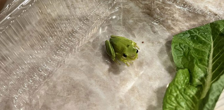 baby frog salad box baths bugs simon curtis
