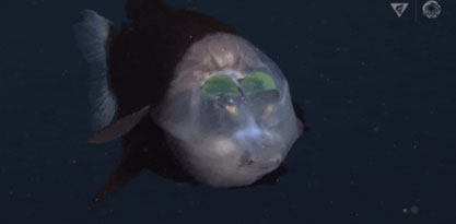 barreleye fish transparent head