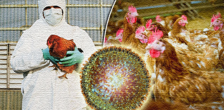 UK bird flu