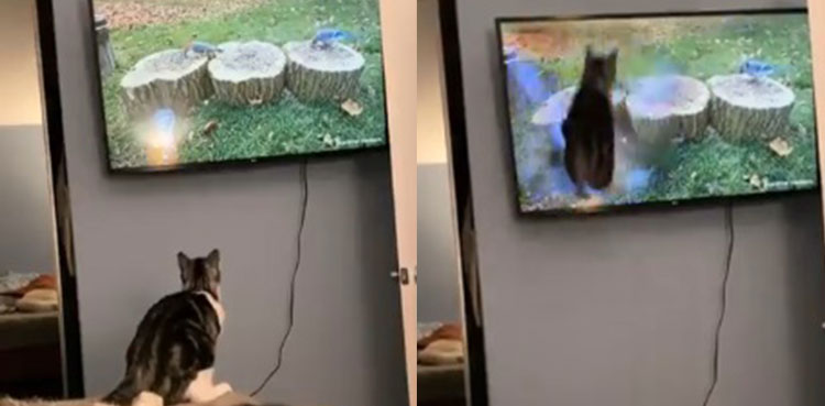 Cat catch bird TV Dog reaction