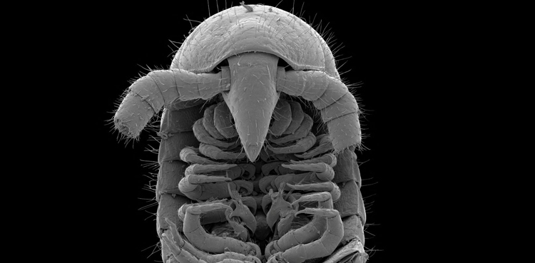 millipede legs creature