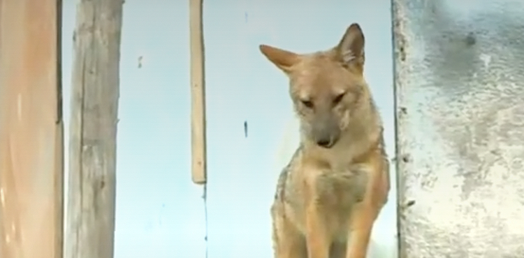 Family pet dog turns out to be a fox
