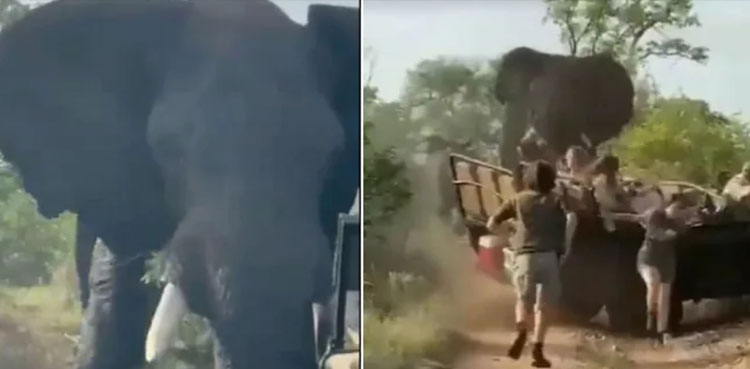 elephant-attacks-tourists
