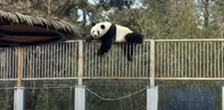 panda escape enclosure beijing zoo viral video
