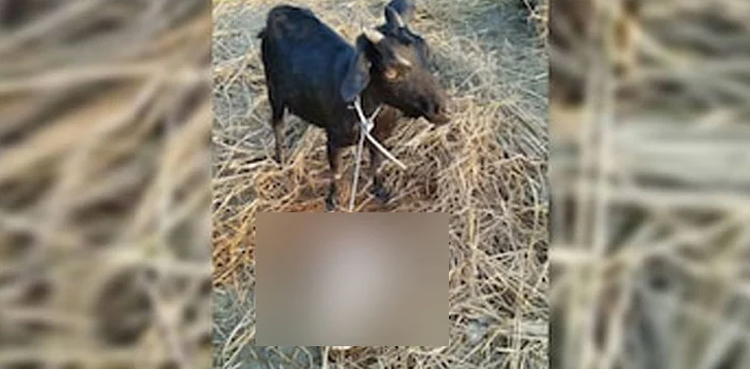 Goat gives birth, human-like, going viral, India