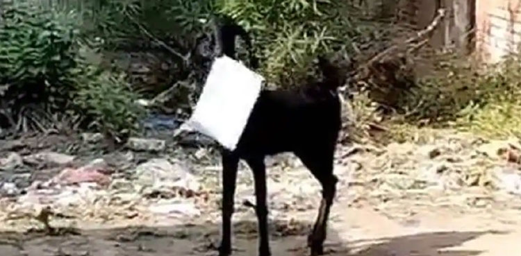 goat, man, viral video