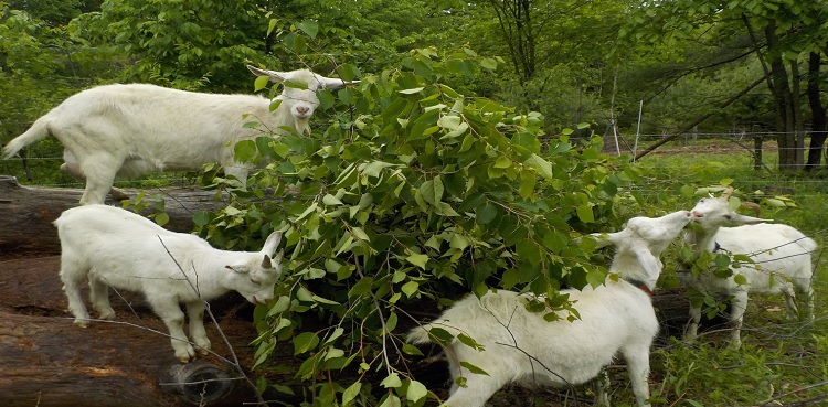 goats die poisonous fodder khanpur