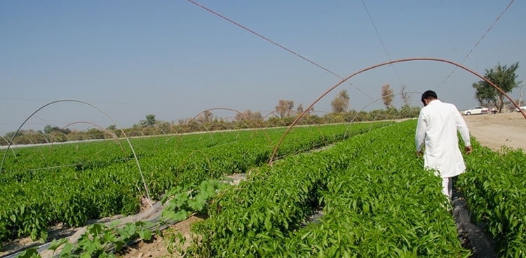 ADB Loan for Punjab irrigation uplift