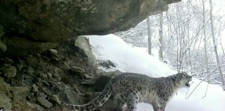 PM Imran shy snow leopard GB mountains