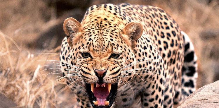 Leopard attack in Parachinar leaves two injured