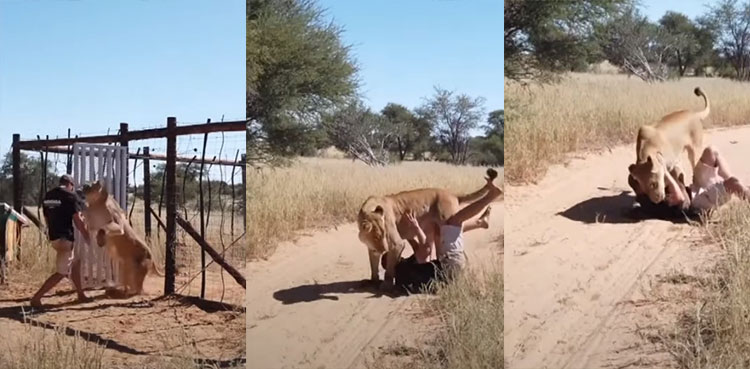 lioness-jumps-man-cage-video