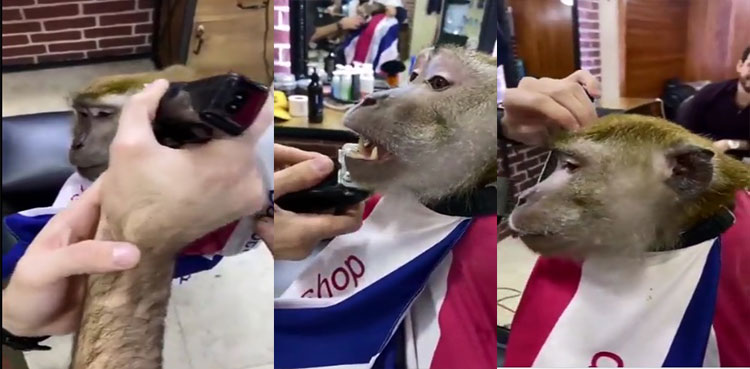 monkey-shave-video